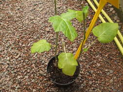 Image of naranjilla