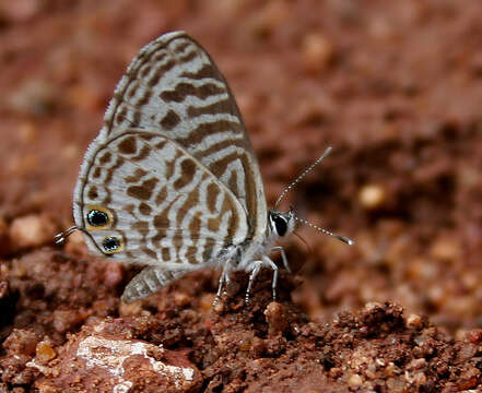 Image of Leptotes plinius