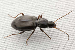 Agonum (Olisares) punctiforme (Say 1823)的圖片