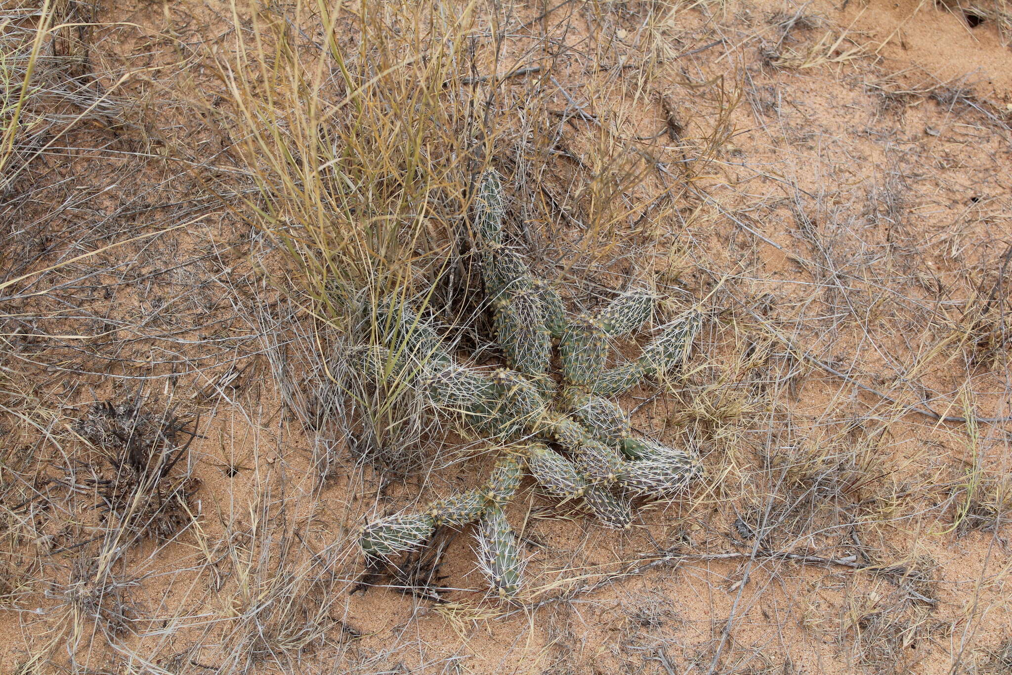 Image of Panhandle Prickly-pear