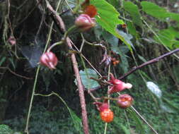 Image of Rubus lambertianus var. glandulosus Cardot