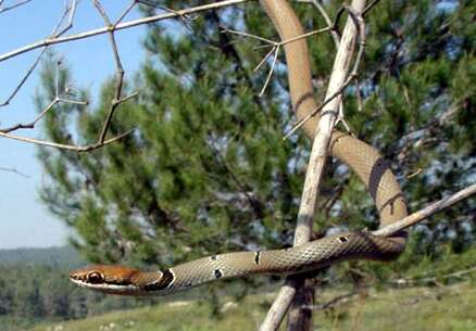 Image of Dahl's Whip Snake