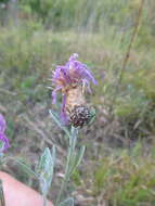 Image of Centaurea jacea subsp. substituta (Czer.) A. D. Mikheev