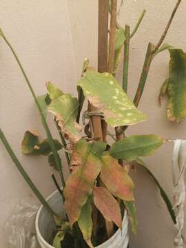 Image of climbing cactus