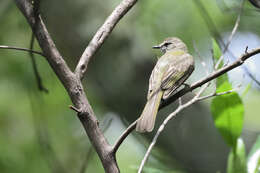 Image of Greenish Elaenia