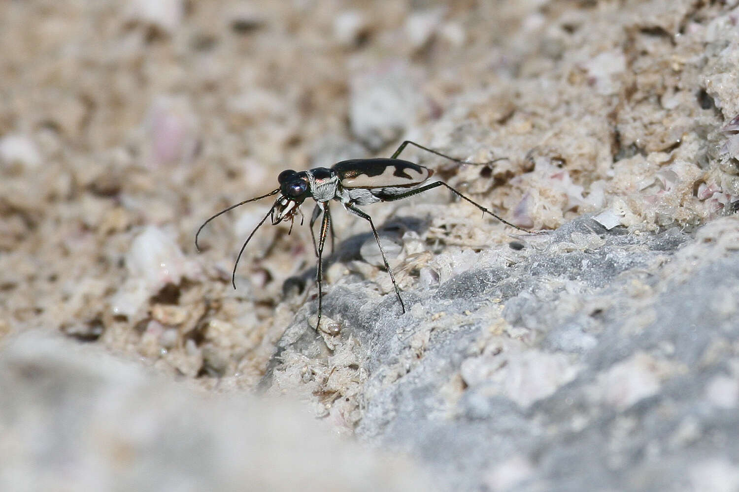 Image of Eunota californica mojavi (Cazier 1937)