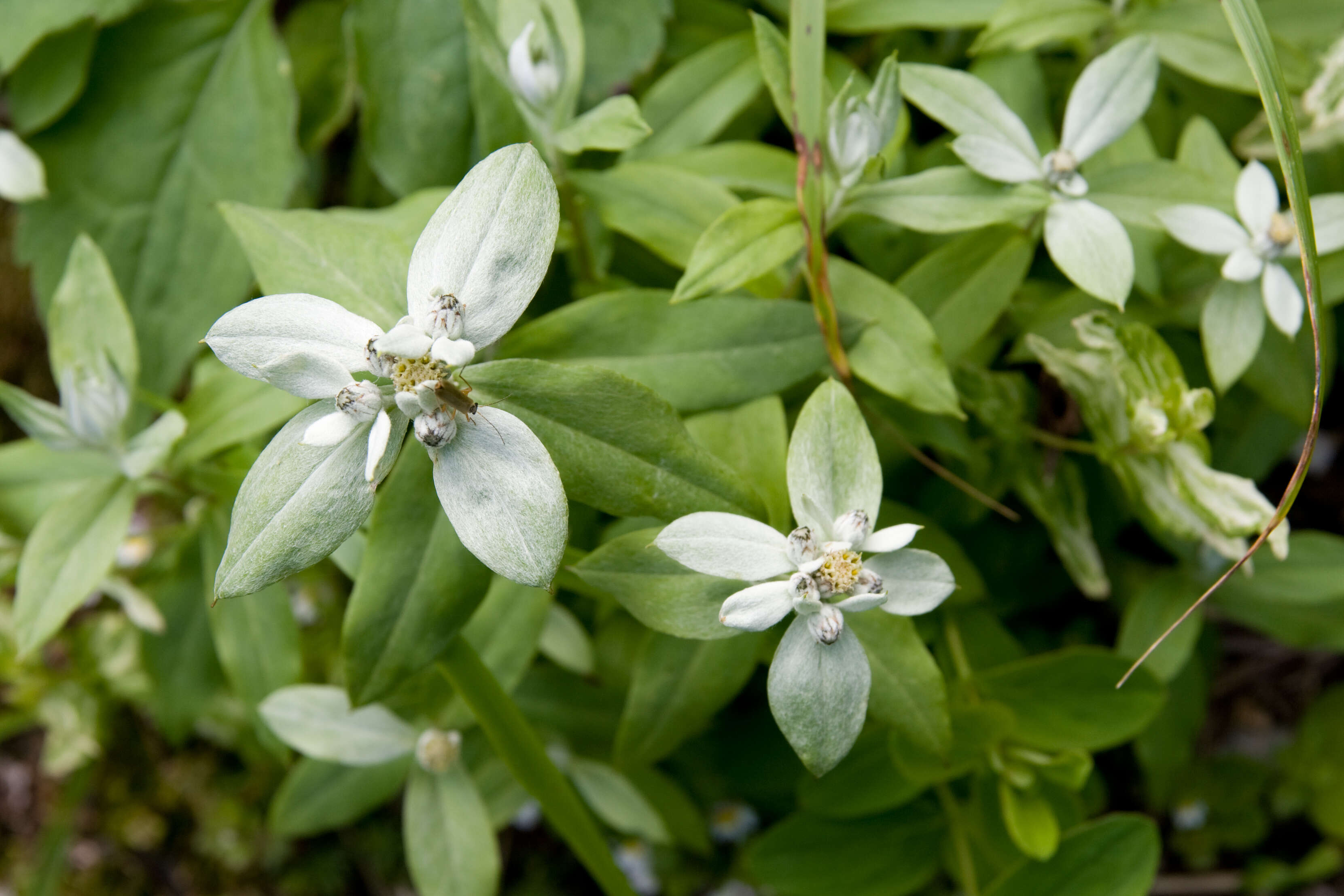 Image of Leontopodium japonicum Miq.