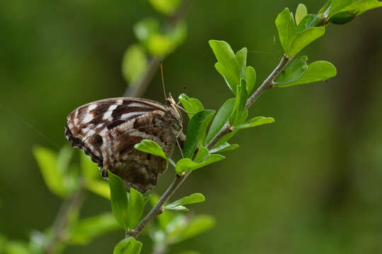 Image of Mexican Bluewing