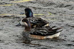 Image of Chiloe Wigeon