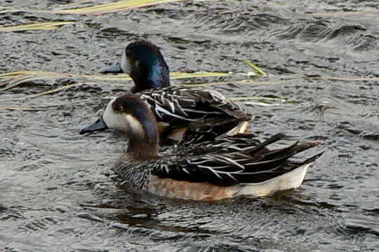 Image of Chiloe Wigeon