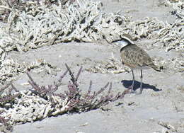 Charadrius thoracicus (Richmond 1896) resmi