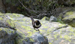 Image of Ring Ouzel