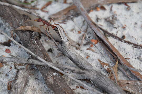 Image of Myrmecia gulosa (Fabricius 1775)