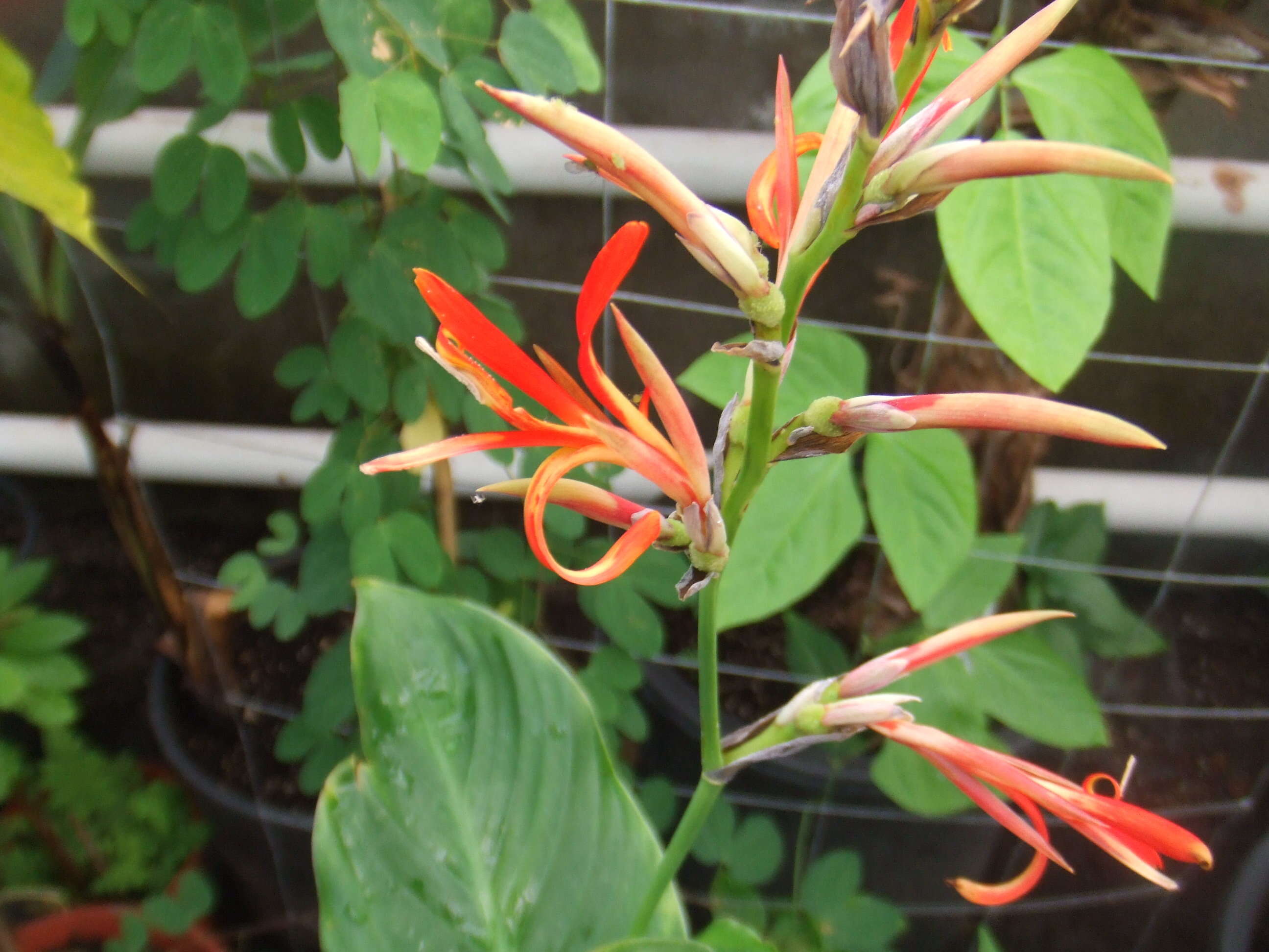 Image of canna lilies