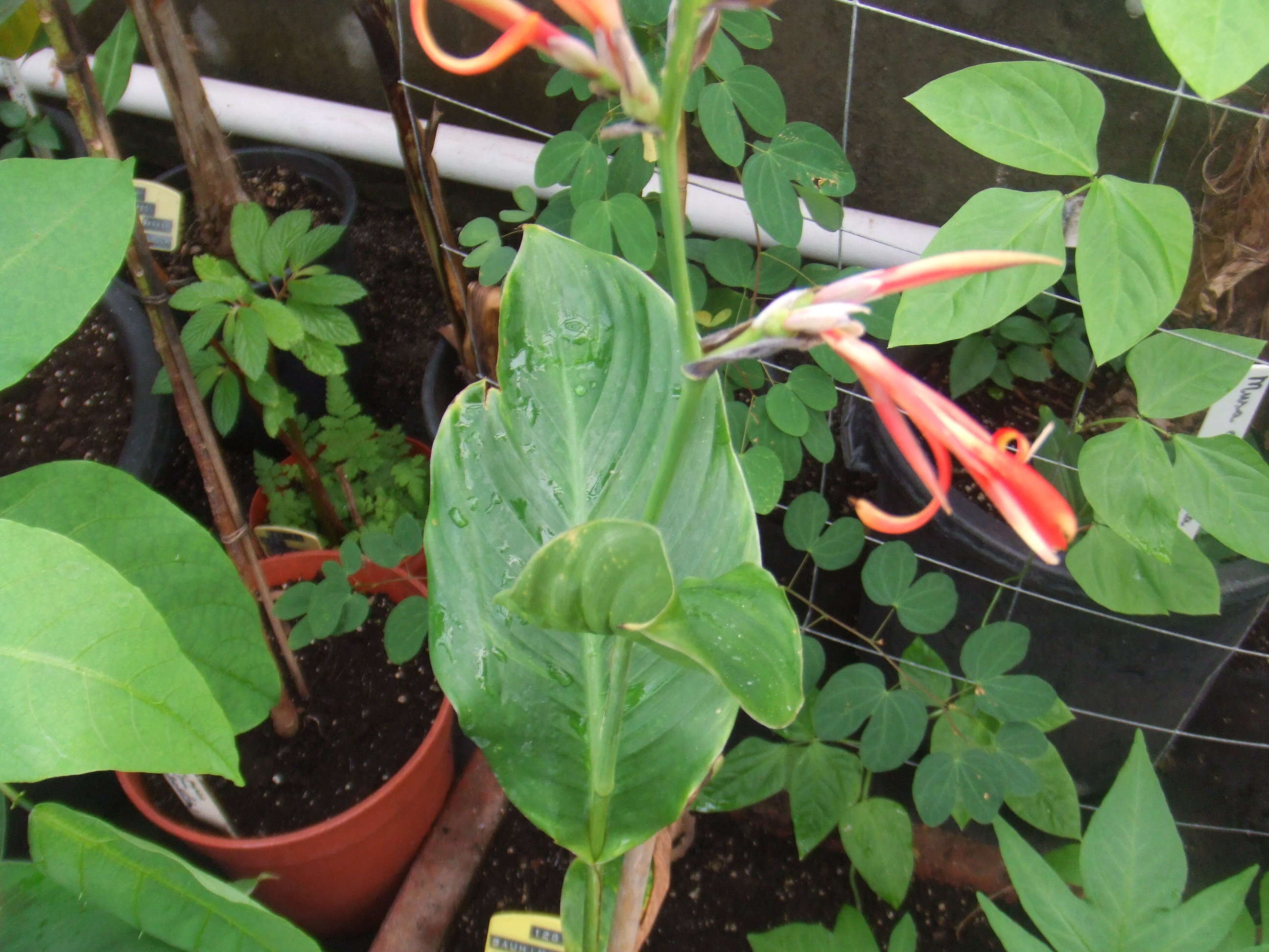 Image of Canna paniculata Ruiz & Pav.