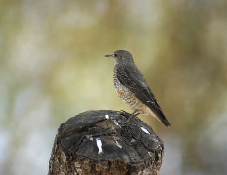 Image of Rock thrush