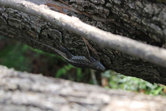 Image of Sceloporus albiventris Smith 1939