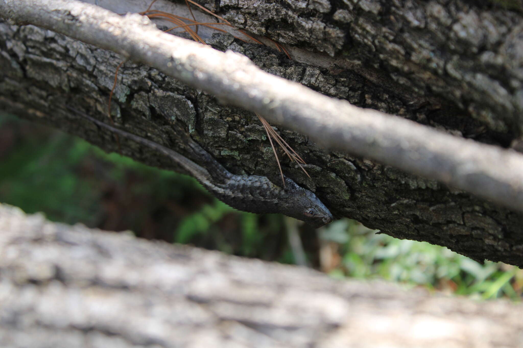 Imagem de Sceloporus albiventris Smith 1939