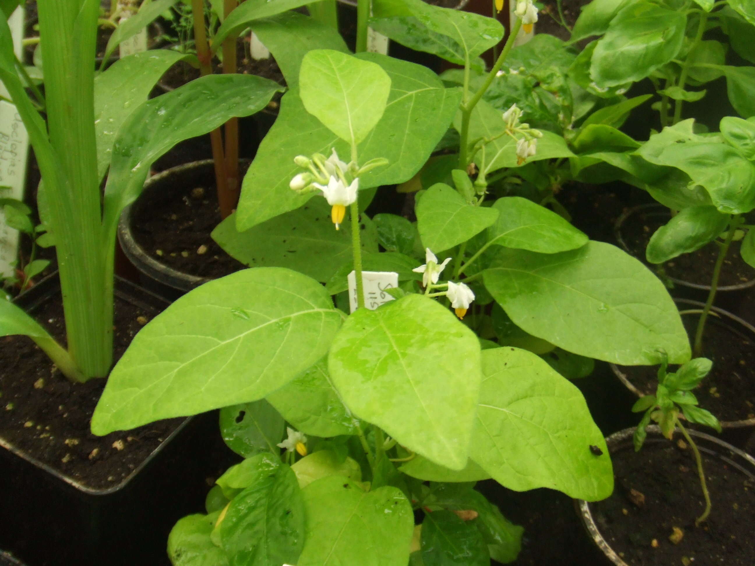 Image of Ethiopian nightshade