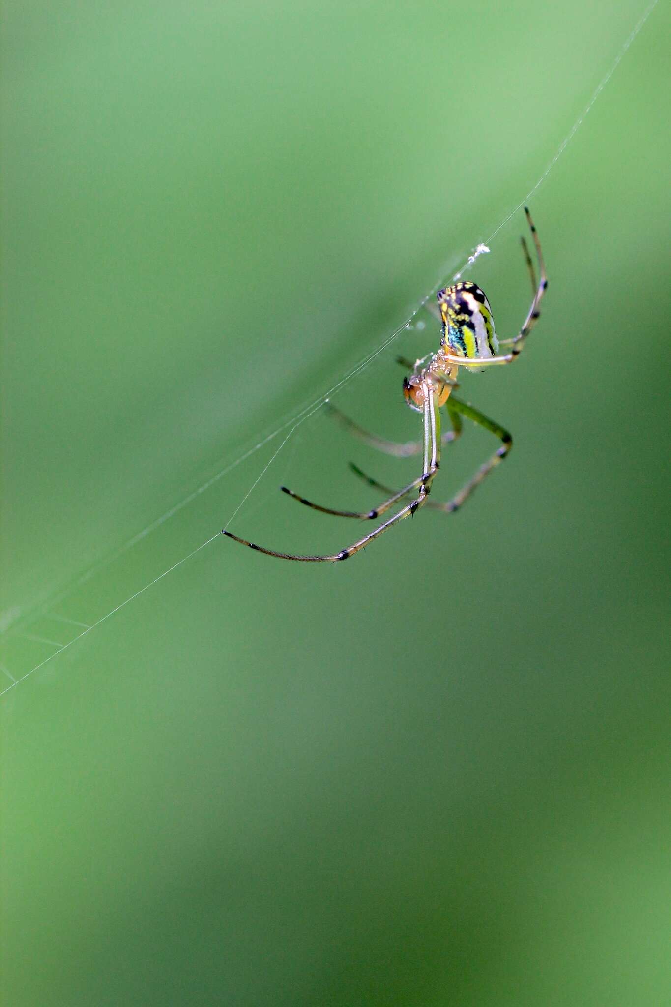 Image of Leucauge venusta (Walckenaer 1841)