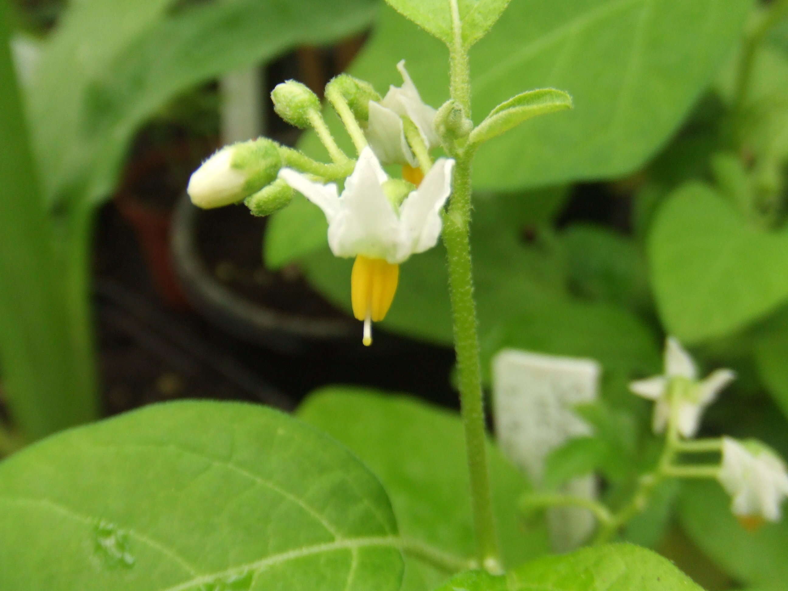 Image of Ethiopian nightshade