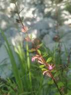 Image of Teucrium lucidum L.