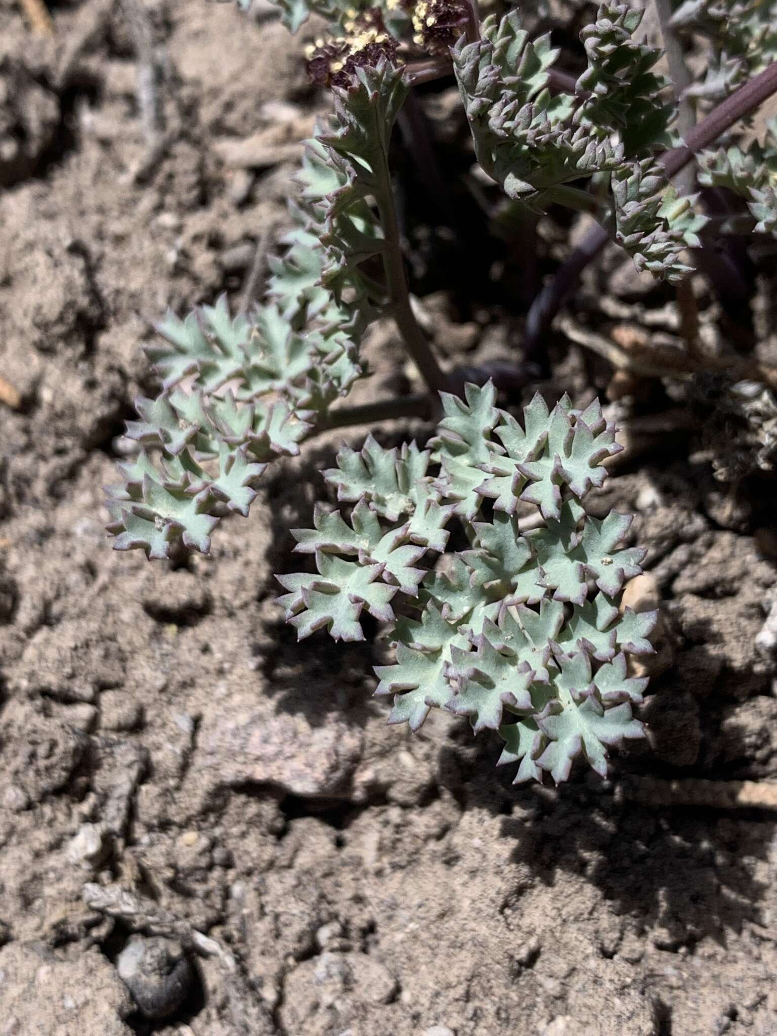 Image of Jones' springparsley