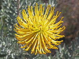 Image of Leucospermum reflexum var. luteum J. P. Rourke