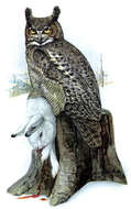 Image of Great Horned Owl