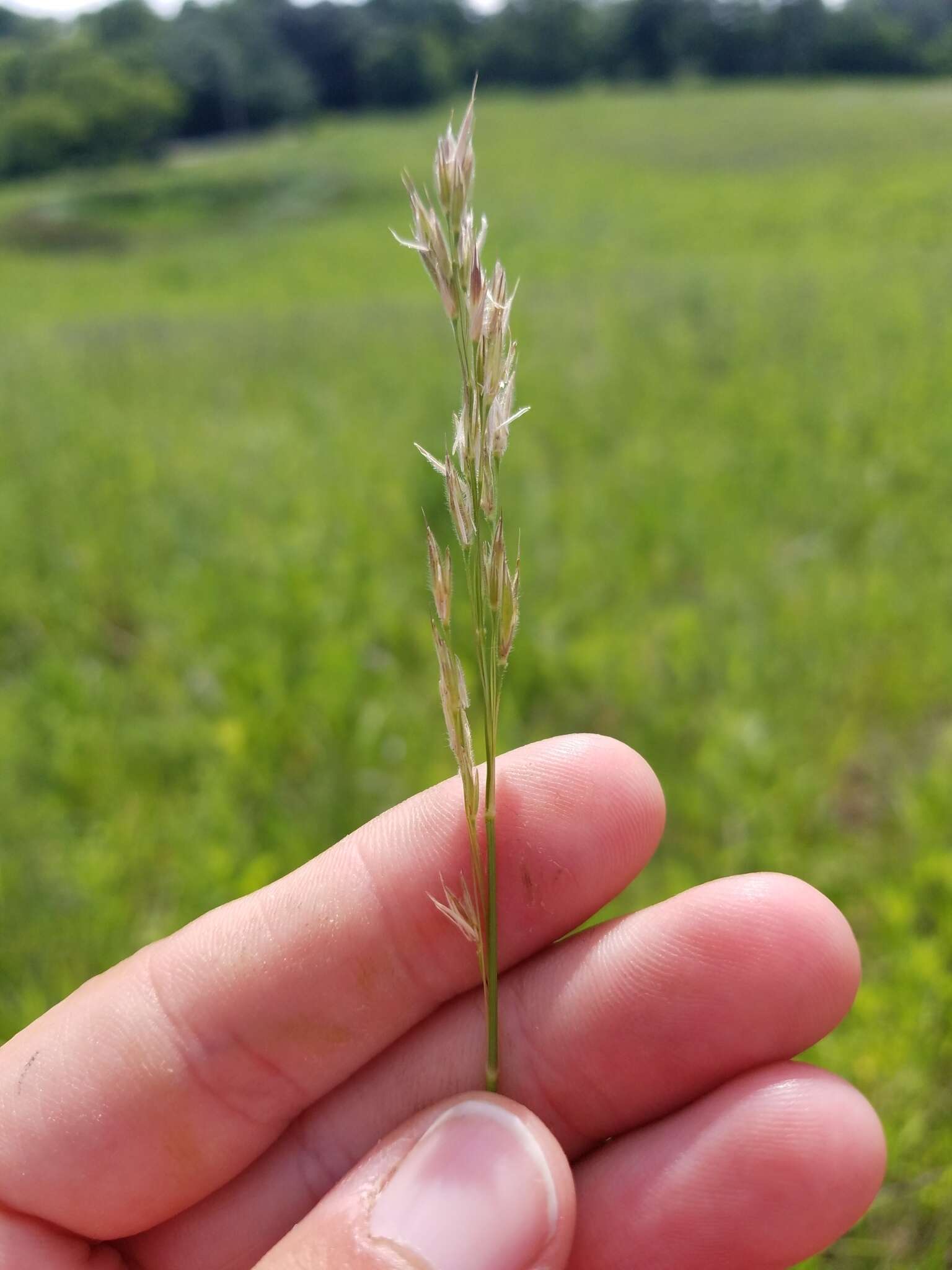 Image of arctic brome