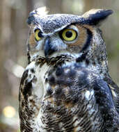 Image of Great Horned Owl