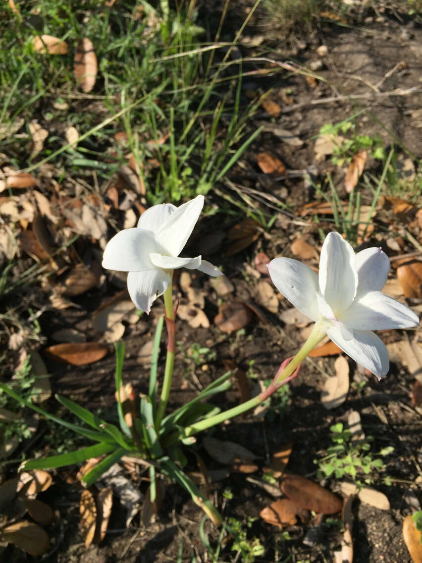 Image of prairie lily