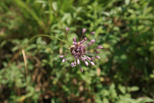 Image of field garlic