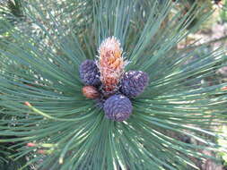 Image of Bosnian Pine