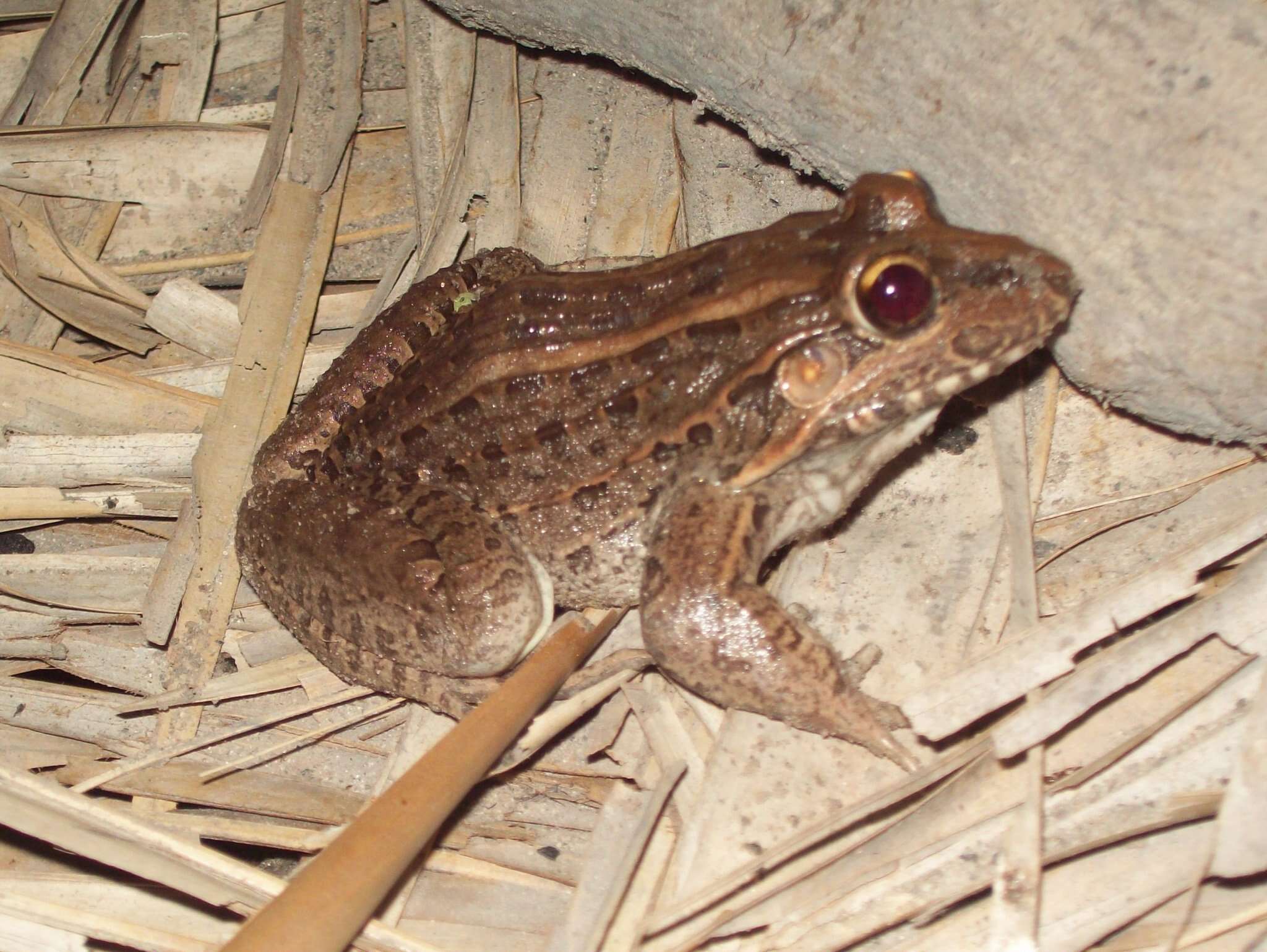 Imagem de Leptodactylus macrosternum Miranda-Ribeiro 1926