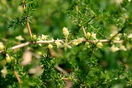 Image of Spiny Asparagus