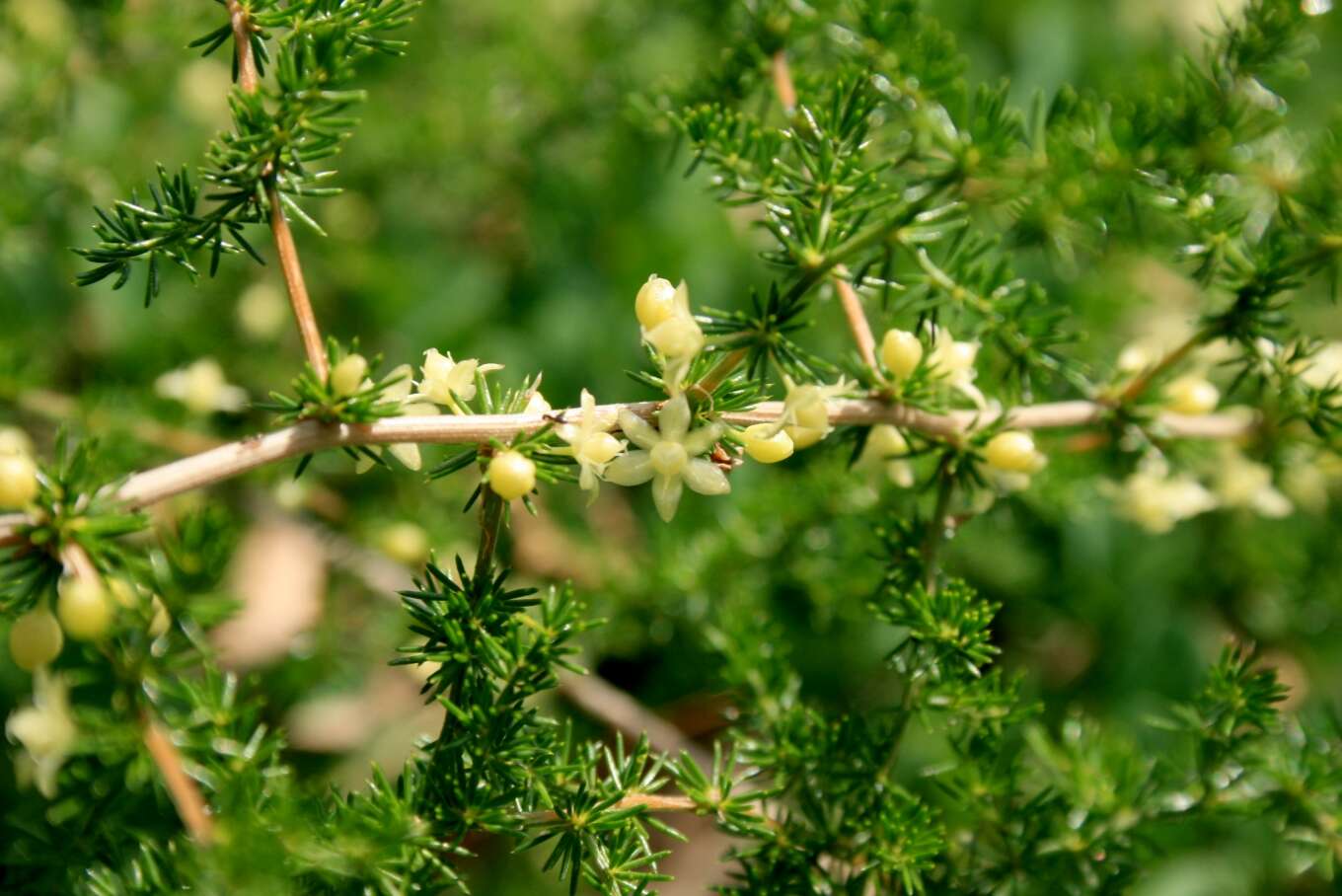Image of Spiny Asparagus