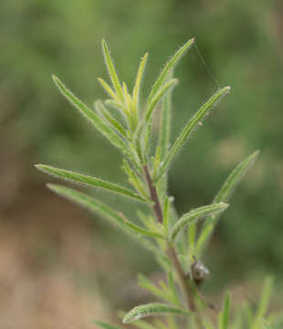 Image of stink aster