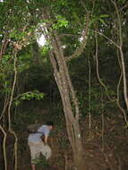 Image of Ixora cauliflora Montrouz.