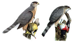 Image of Cooper's Hawk