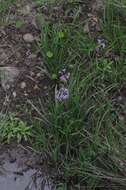 Tulbaghia violacea Harv. resmi