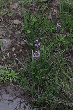 Tulbaghia violacea Harv. resmi