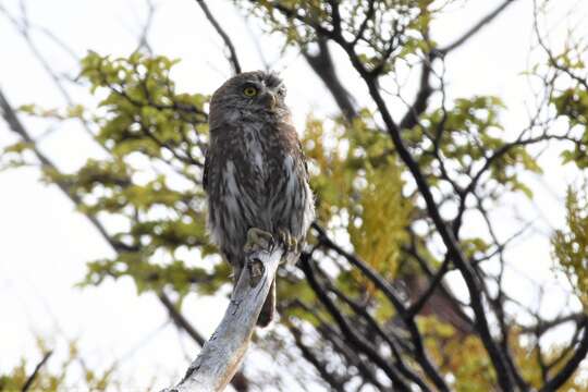 Image of Austral Pygmy Owl