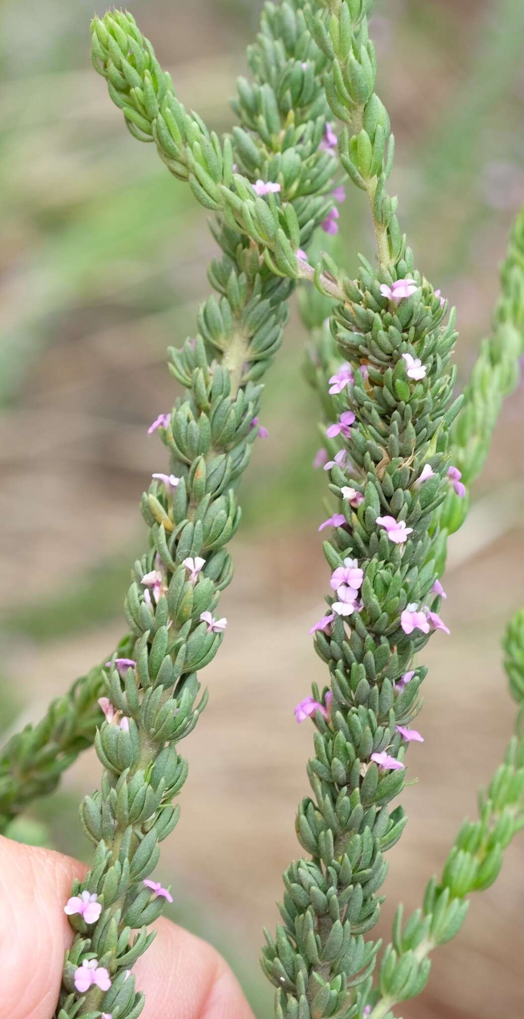 Image of Muraltia mitior (Berg.) Levyns ex Fourc.