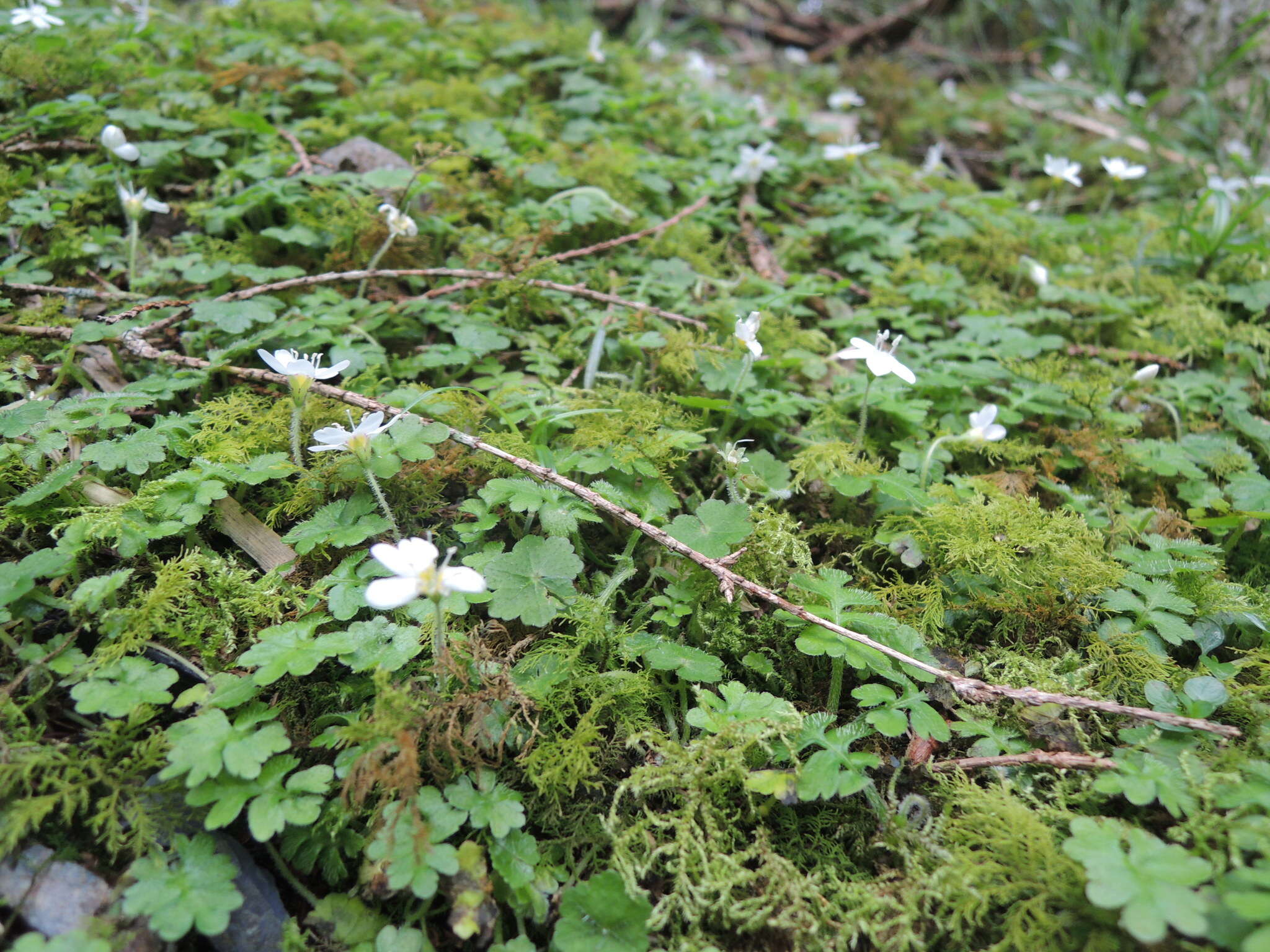 Ellisiophyllum pinnatum (Wall. ex Benth.) Makino resmi