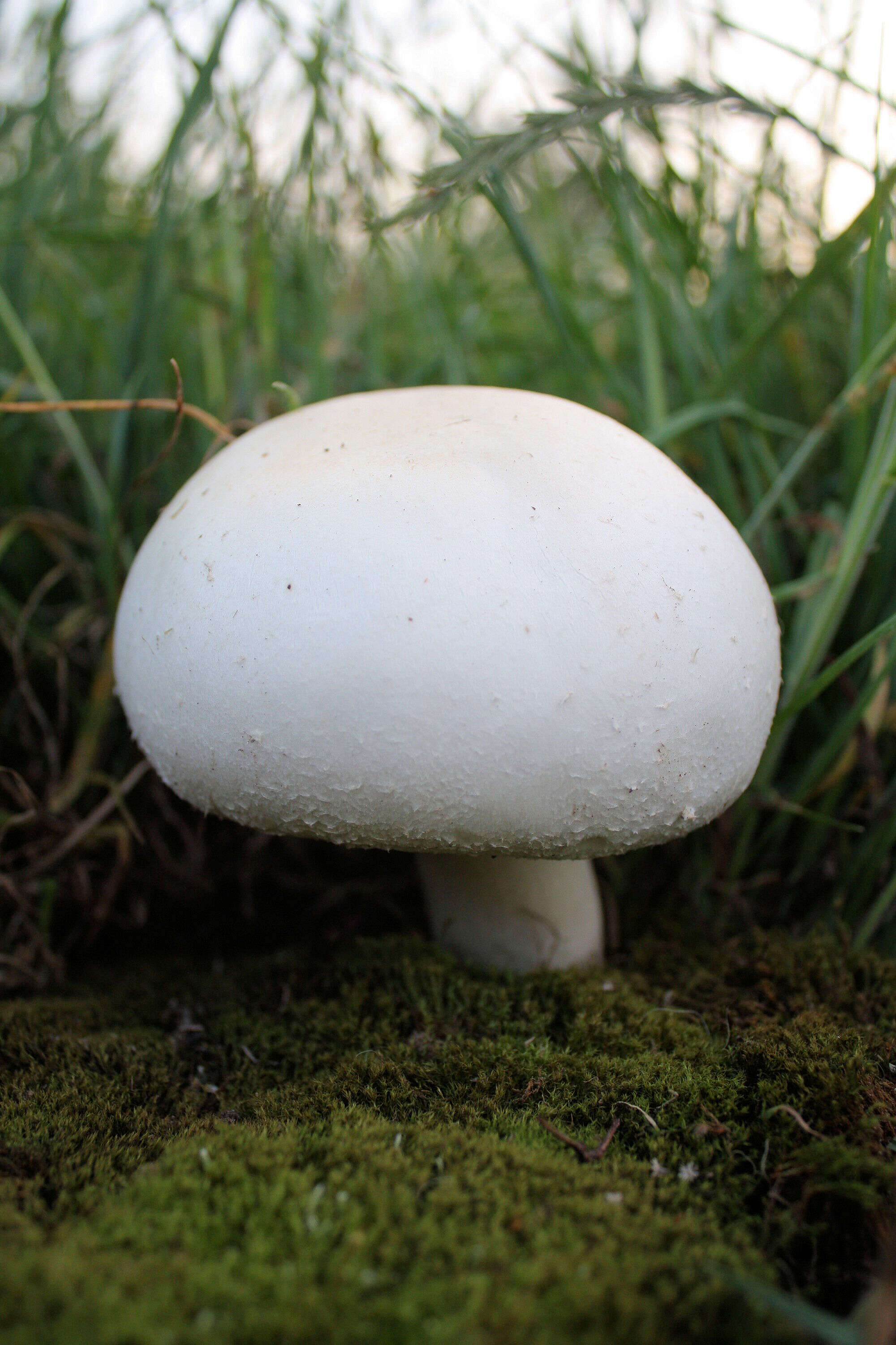 Image of Agaricus arvensis Schaeff. 1774