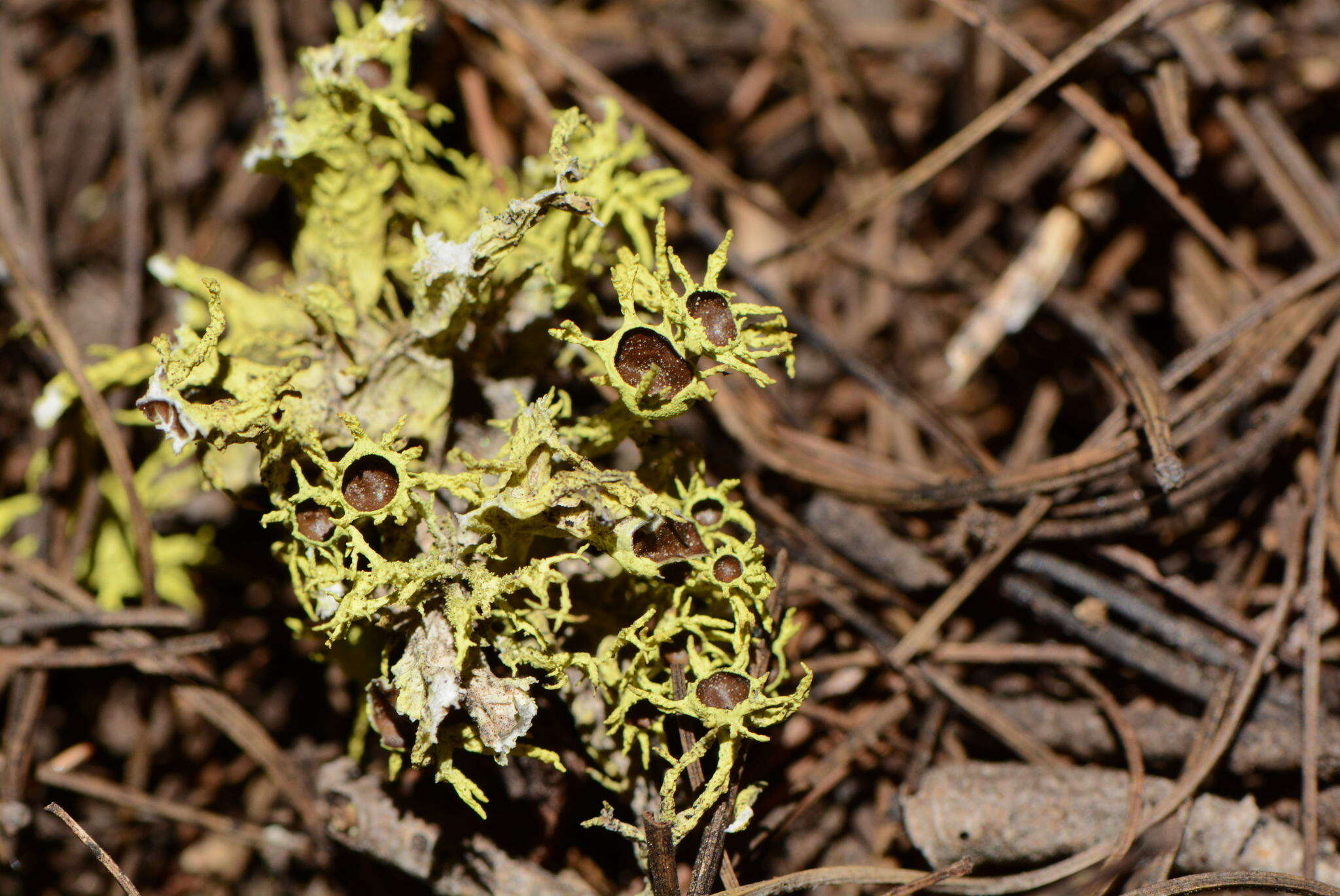 Image of Brown-eyed wolf lichen