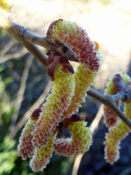 Image of Grey poplar