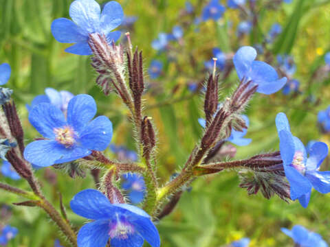 Image of Italian bugloss