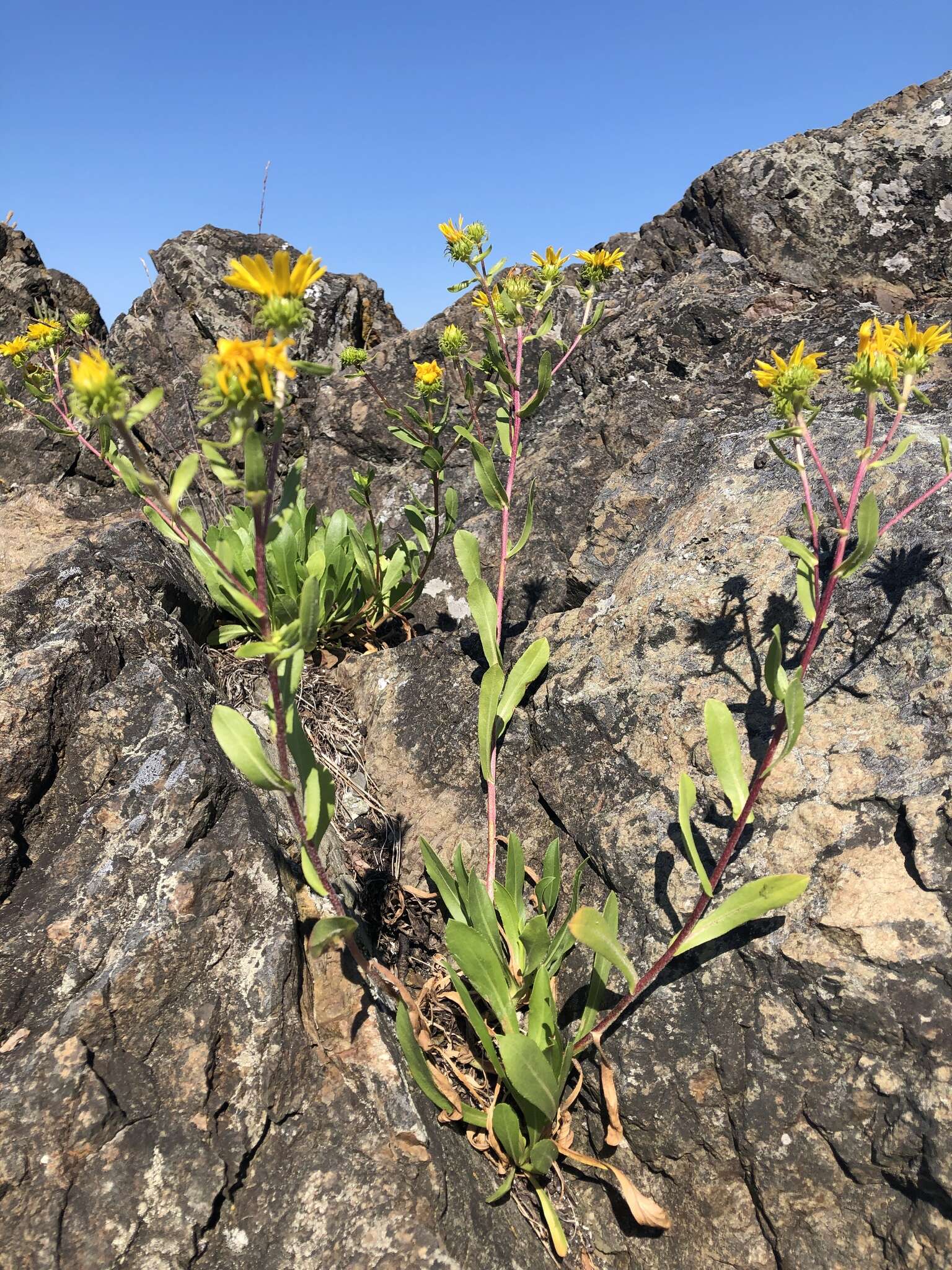 Image of Entire-leaved Gumweed